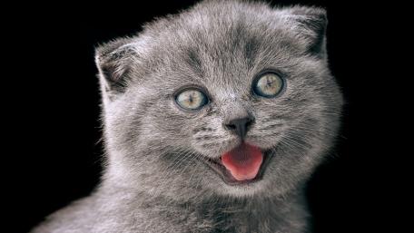 Playful Grey Kitten Smiling on Deep Black Background wallpaper