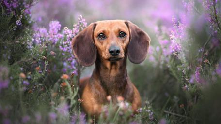 Dachshund Serenity in a Lavender Flower Field wallpaper