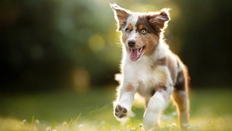 Sunlit Joyful Australian Shepherd Puppy Running Free in the Grass wallpaper