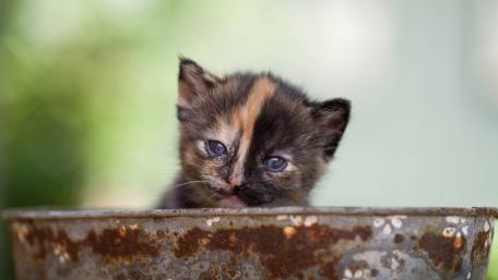 Curious Striped Kitten Peeking Over Weathered Bowl wallpaper