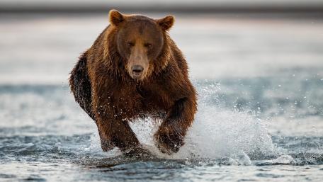 Charging Brown Bear Through River Spray in Crisp 4K Wildlife wallpaper