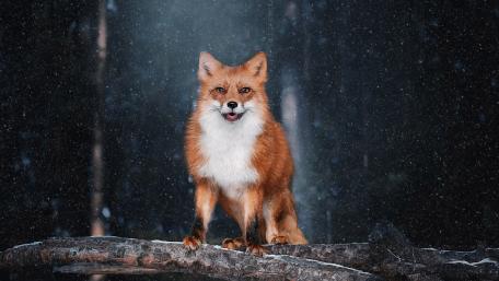 Majestic Red Fox Standing Proud in Falling Winter Snow wallpaper