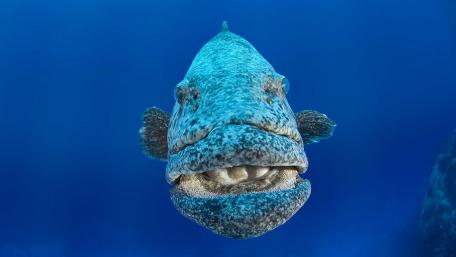 Majestic Potato Grouper Portrait in Crystal Blue Underwater wallpaper