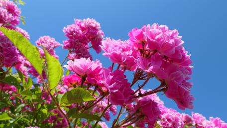 Sunlit Pink Garden Roses Against a Clear Blue Sky wallpaper