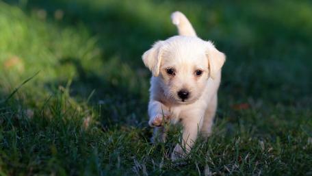 Playful Labrador Retriever Puppy Walking Through Sunlit Grass in 5K wallpaper