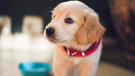 Soft Golden Retriever Puppy Portrait in Warm 5K Detail wallpaper
