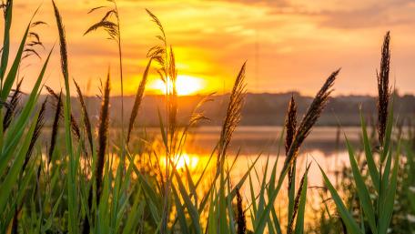 Golden Sunset Over Lake Reeds in Crisp 5K Serenity wallpaper