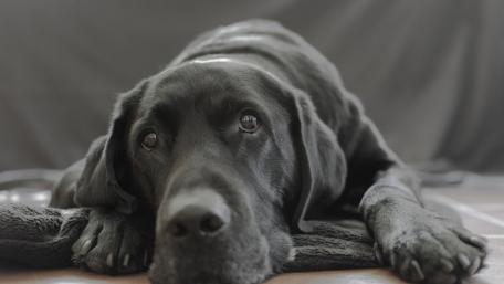 Gentle Black Dog Resting in Soft Light Minimal Portrait Wallpaper wallpaper