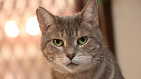 Green Eyed Tabby Cat Portrait in Warm Indoor Light wallpaper