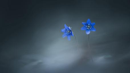 Blue Hepatica Blossoms Floating in Soft Misty Bokeh wallpaper