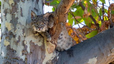 Curious Bobcat Resting in Sunlit Tree Branches wallpaper