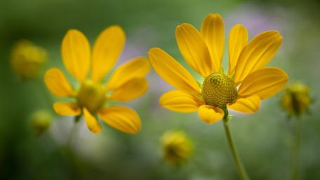 Golden Daisy Blooms in Soft Green Bokeh Meadow wallpaper