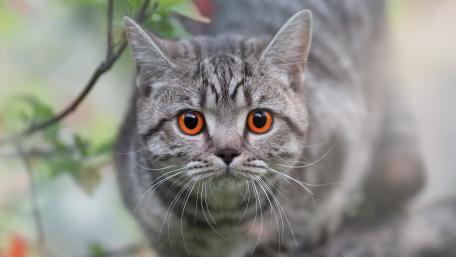 Amber Eyed Tabby Cat Stare in Soft Forest Light wallpaper