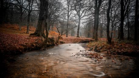 Misty Autumn Forest River Flowing Through Ancient Trees in 4K wallpaper