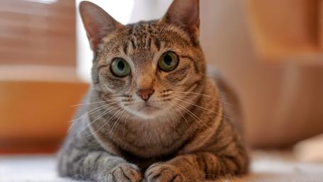 Soft Focus Grey Tabby Cat Portrait With Curious Green Eyes wallpaper