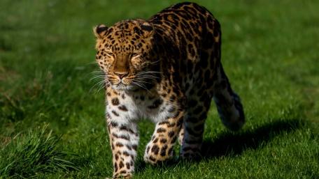 Amur Leopard Stalking Through Sunlit Grasslands in Silent Focus wallpaper