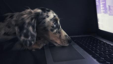 Curious English Setter Watching a Laptop Screen in Moody 4K wallpaper