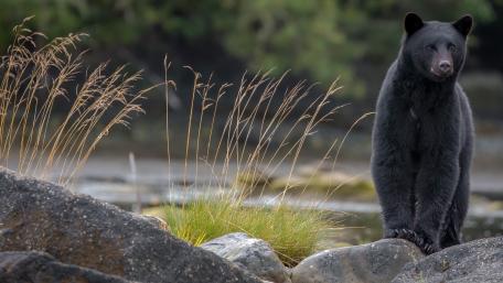 Silent Sentinel American Black Bear by the Rocky Shore wallpaper