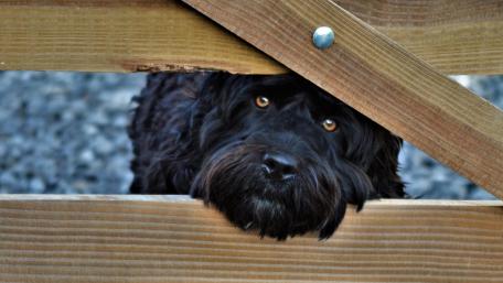 Curious Black Dog Peeking Through Wooden Fence Slats wallpaper