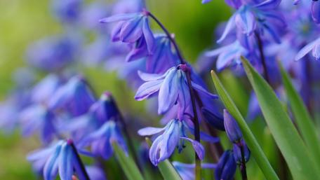 Whispering Blue Scilla Bloom in Soft Spring Light wallpaper