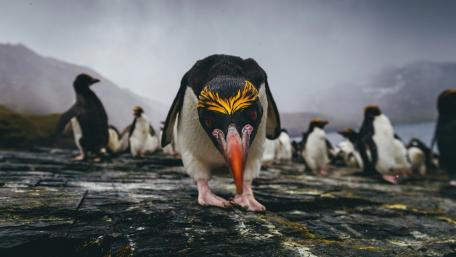 Bold Macaroni Penguin Striding Across Stormy Subantarctic Shore wallpaper