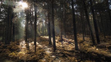 Sunbeams Through Fern Carpeted Forest wallpaper