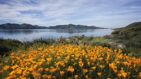 Golden Poppies Beside Diamond Valley Lake California Landscape wallpaper