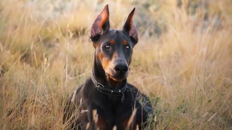Alert Dobermann Resting in Golden Meadow Light wallpaper