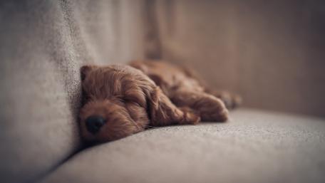 Cozy Couch Dreams with an Adorable Sleeping Puppy wallpaper