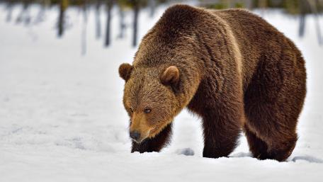 Majestic Brown Bear Walking Through Winter Snowfield wallpaper