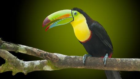 Vivid Keel Billed Toucan Portrait on Rainforest Branch wallpaper