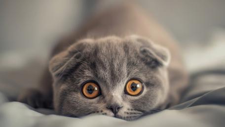Soft Grey Kitten With Big Amber Eyes Cozy AI Art Wallpaper wallpaper