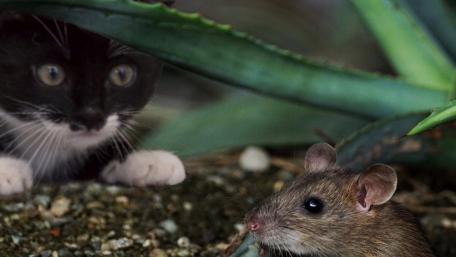 Silent Standoff Between Cat and Rat in Garden Shadows wallpaper