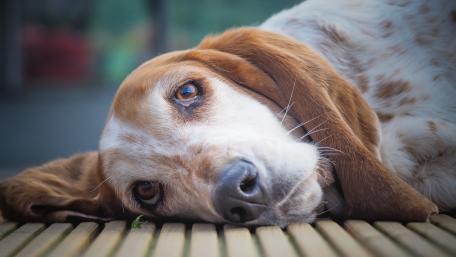 Gentle Basset Hound Close Up Resting with Soulful Eyes wallpaper