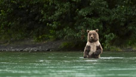 Solitary Brown Bear Standing in River Beneath Lush Forest Canopy wallpaper