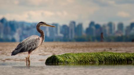 Great Blue Heron Watching the Tide Near the City Skyline wallpaper
