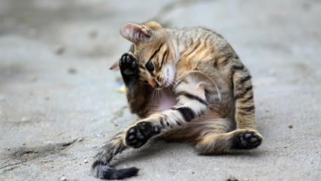 Playful Tabby Cat Grooming on Soft Concrete Background wallpaper