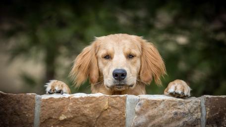 Curious Golden Retriever Peeking Over Stone Wall wallpaper
