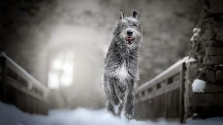 Majestic Irish Wolfhound Running Through Winter Courtyard Mist wallpaper
