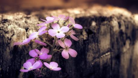 Soft Purple Wildflowers Resting on Weathered Wood wallpaper