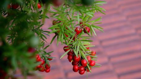 Crimson Berries on Asparagus Densiflorus in Soft Garden Light wallpaper