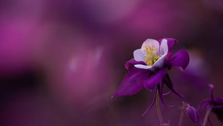 Violet Aquilegia Bloom in Soft Focus 4K Floral Serenity wallpaper