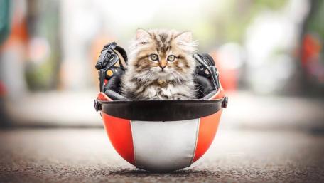 Fluffy Kitten Riding in a Colorful Helmet on a City Street wallpaper
