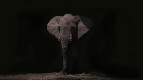 Majestic Elephant Emerging From Shadows in Minimal Dark Wilderness wallpaper