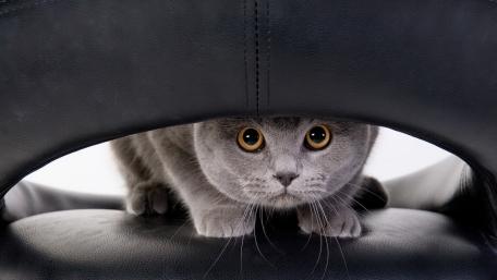 Peekaboo Scottish Fold Cat with Golden Eyes in Cozy Hideout wallpaper