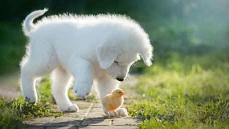 Gentle White Puppy Meeting a Tiny Chick in Morning Light wallpaper
