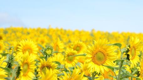 Endless Sunflower Field Under Clear Summer Sky wallpaper