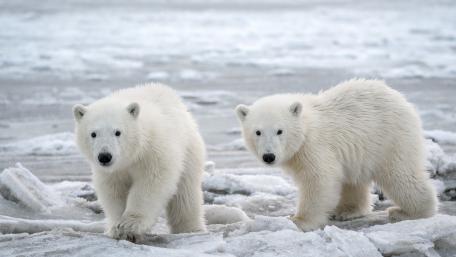 Arctic Innocence Polar Bear Cubs on Frozen Shoreline wallpaper