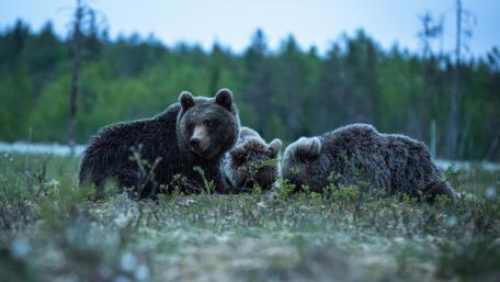 Wild Brown Bears Resting at Forest Edge in Soft Evening Light wallpaper
