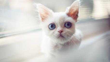 Blue Eyed White Kitten with Fluffy Fur and Curious Gaze wallpaper